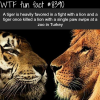 tiger vs lion wtf fun facts
