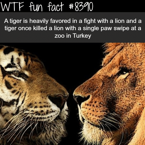 Tiger vs Lion - WTF fun facts
