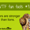 tigers facts