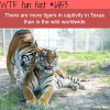 tigers in texas wtf fun fact
