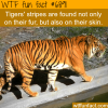 tigers stripes wtf fun fact