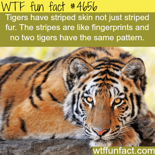 Tigers stripes - WTF fun facts