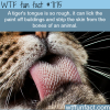 tigers tongue wtf fun fact