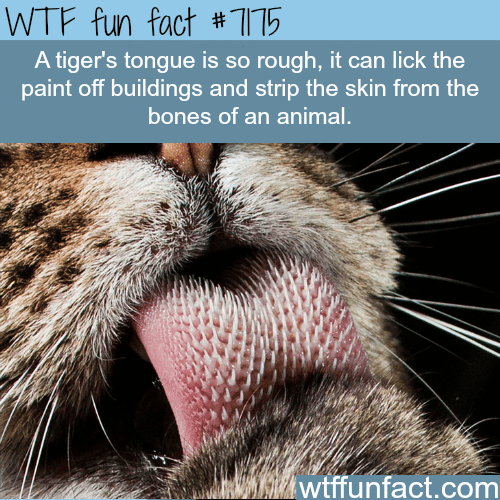 Tiger’s tongue - WTF Fun Fact