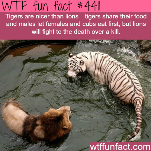 Tigers vs lions -   WTF fun facts