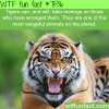 tigers wtf fun facts