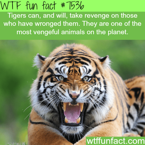 Tigers - WTF fun facts
