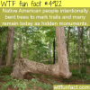 tree bending wtf fun facts