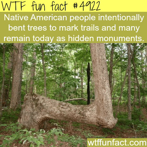 Tree bending - WTF fun facts  