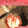 tree in africa that bleeds bloodwood trees