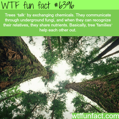 Tree “talk” - WTF fun facts