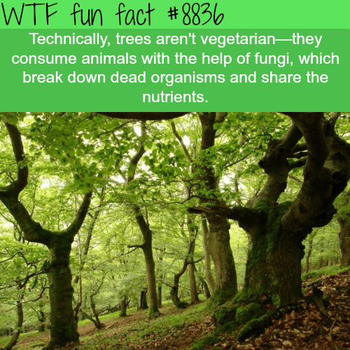 Trees are not vegetarian - WTF fun facts 