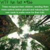 trees recognize their children wtf fun facts