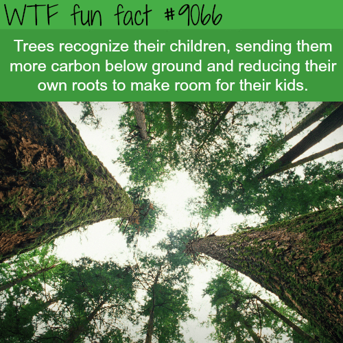 Trees recognize their children - WTF fun facts