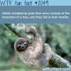 true facts about the sloth