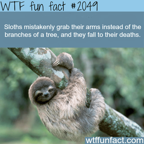 True facts about the sloth - WTF fun facts