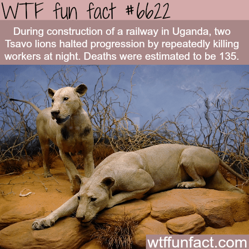Tsavo lions that killed more than 100 people - WTF fun facts