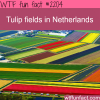 tulip fields in the netherlands
