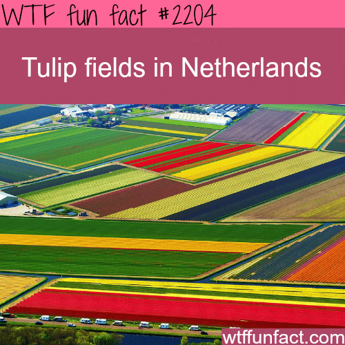Tulip Fields in the Netherlands - WTF fun facts