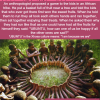 ubuntu words meaning african cultures and stories