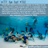 underwater hockey wtf fun facts