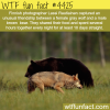 unusual friendship between wolf and bear wtf