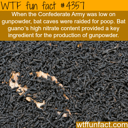 Uses for the bat poop (guano) -  WTF fun facts