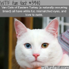 van cats wtf fun facts