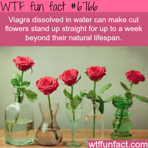 Viagra in water can make flower stand up longer than it’s lifespan - WTF fun fact