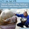 walrus reaction after getting a fish cake