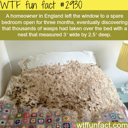 Wasps in bedroom -  WTF fun facts