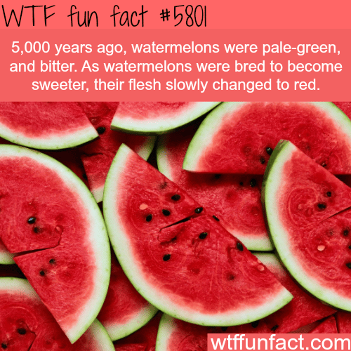 Watermelons were green and bitter - WTF fun facts