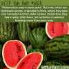 watermelons wtf fun fact