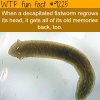 weird facts about the flatworms wtf fun fact