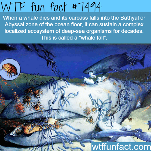 Whale Fall - WTF FUN FACTS