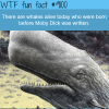 whales wtf fun fact