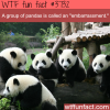 what a group of panda is called wtf fun facts