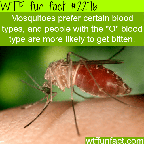 What blood types do mosquitoes prefer - WTF fun facts