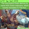 what does the dodo bird name really mean