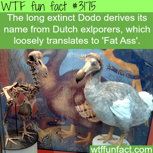 What does the Dodo bird name really mean -  WTF fun facts