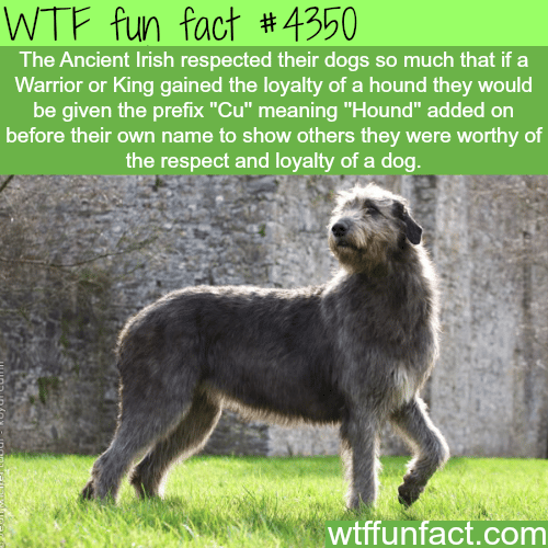 What does the respect of a dog meant for Ancient Irish -  WTF fun facts
