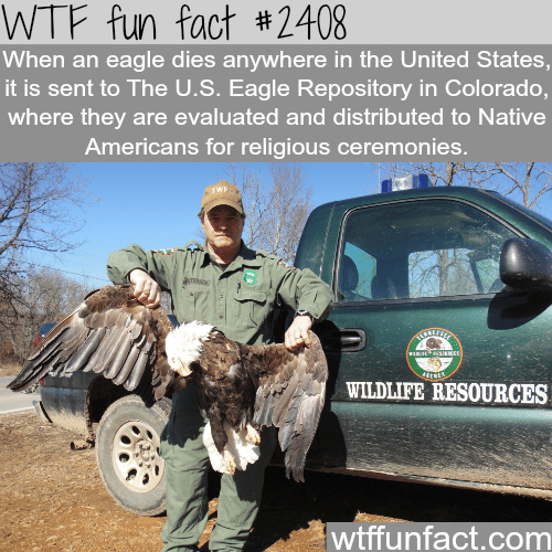 What happen when an eagle dies?  - WTF fun facts
