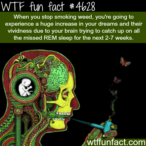 What happen when you stop smoking weed - WTF fun facts