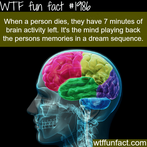 What happens to your brain when you die - WTF fun facts