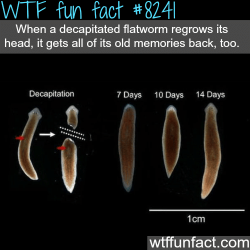 What happens when you decapitated a flatworm - WTF fun facts