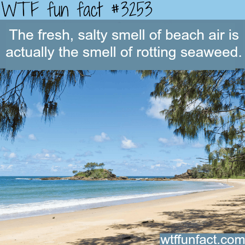 What is the fresh smell of beach air? -  WTF fun facts