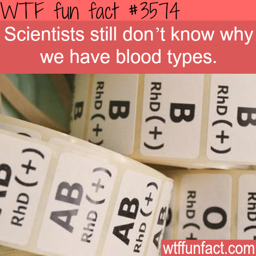 What is the point of blood types? -  WTF fun facts