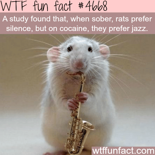 What type of music do rats prefer - WTF fun facts