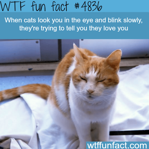 When cats look at you and blind slowly - WTF fun facts
