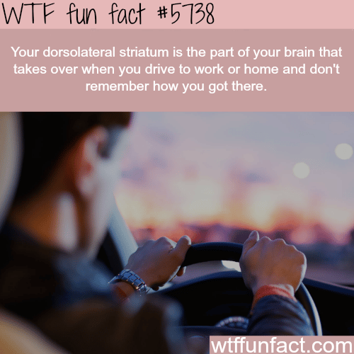 When you drive to work and don’t know how you got there - WTF fun facts